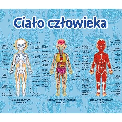 Gra Edukacyjna Ciało człowieka/ Mistrz Wiedzy Trefl 01957 Gra Edukacyjna Ciało człowieka/ Mistrz Wiedzy Trefl 01957
