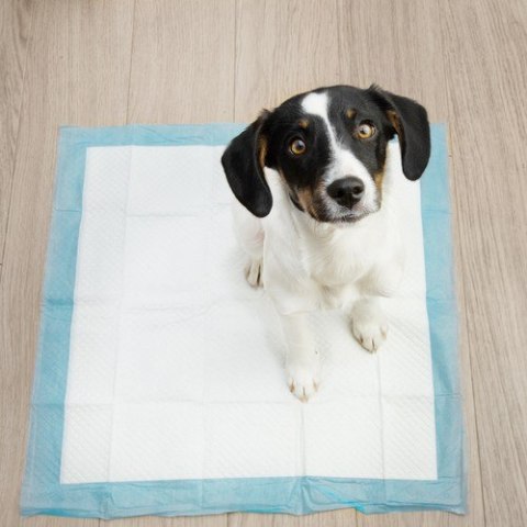 Podkład higieniczny 60x60cm 50szt. Purlov 21600 Podkład higieniczny 60x60cm 50szt. Purlov 21600